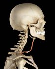 Estructura ósea del cuello humano y anatomía muscular - foto de stock