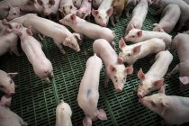 Farm piglets in barn — Stock Photo