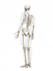 Скелетних системи людини — стокове фото