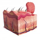 Skin anatomy showing tissue stratification — Stock Photo