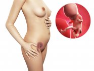 Sviluppo del feto di 12 settimane — Foto stock