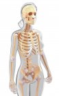 Normal skeletal system — Stock Photo