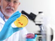 Cientista masculino examinando culturas em placa de Petri . — Fotografia de Stock