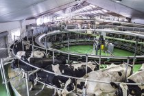 Vacche da latte nel fienile di mungitura . — Foto stock