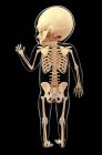 Вид спереду скелетної системи немовляти — стокове фото