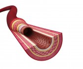 Поперечное сечение человеческой артерии — стоковое фото