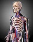 Skeletal and cardiovascular systems — Stock Photo