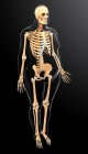 Нормальная скелетная система — стоковое фото