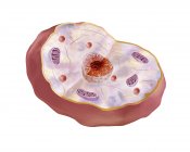 Animal cell structure — Stock Photo