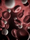 Червоні та білі клітини крові — стокове фото