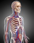 Скелетні та серцево-судинні системи — стокове фото