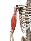 Muscles et anatomie structurelle — Photo de stock