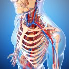 Skeletal and cardiovascular systems — Stock Photo