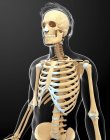 Skeletal system and anatomy of adult human — Stock Photo