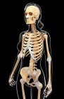 Système squelettique et cartilage de l'homme adulte — Photo de stock