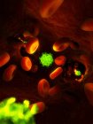 Viruspartikel verbreiten sich im Blut — Stockfoto