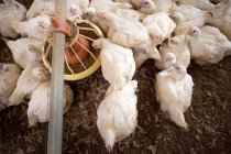 Farm hens feeding from a trough — Stock Photo
