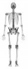 Schematische Darstellung des menschlichen Skelettsystems — Stockfoto