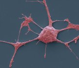 Neurona PC12 en cultivo - foto de stock