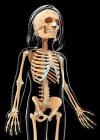 Скелетная система девушки — стоковое фото