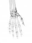 Struttura delle ossa della mano umana — Foto stock