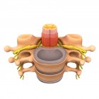 Anatomía de vértebras humanas - foto de stock