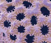 Silica wall of a diatom — Stock Photo