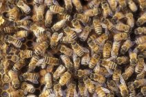 Abelhas operárias em um favo de mel — Fotografia de Stock