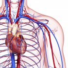 Sistema cardiovascolare sano — Foto stock