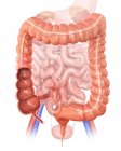 Human large intestine — Stock Photo