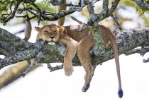 Leonessa che riposa su un albero in Tanzania . — Foto stock