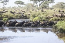 Jährliche Wanderung der Blauen Gnus in der Serengeti, Tansania — Stockfoto
