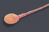 Половые клетки — стоковое фото