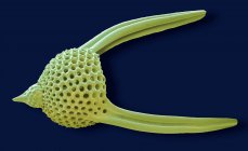 Lychnocanoma guscio radiolariano — Foto stock