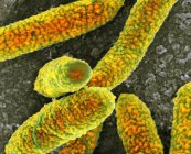 Escherichia coli bacteria — Stock Photo