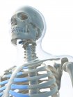 View of clavicle bones and skull — Stock Photo