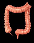 Normal large intestine — Stock Photo