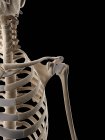 Système squelettique humain et anatomie structurelle — Photo de stock