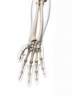 Huesos humanos de la mano anatomía - foto de stock