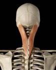 Estrutura óssea do pescoço e anatomia muscular — Fotografia de Stock