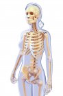 Skeletal system and anatomy of adult human — Stock Photo