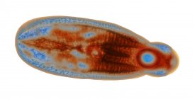 Незрелый паразитический трематод — стоковое фото