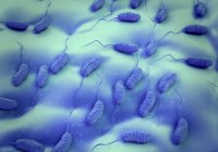 Colonia batterica del colera — Foto stock