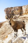 Male Nubian Ibex standing on edge of Ramon crater, Negev Desert, Israel — Stock Photo