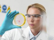 Cientista feminina examinando culturas em placa de Petri . — Fotografia de Stock