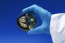 Person hand holding petri dish with biological culture. — Stock Photo