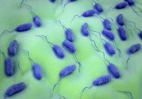 Colonia de bacterias del cólera - foto de stock