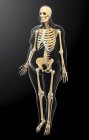 Sistema scheletrico umano — Foto stock