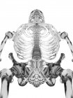 Human skeletal anatomy — Stock Photo