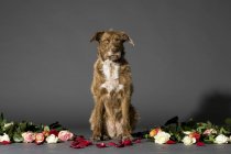 Студийный снимок сидящей коричневой собаки с цветами . — стоковое фото